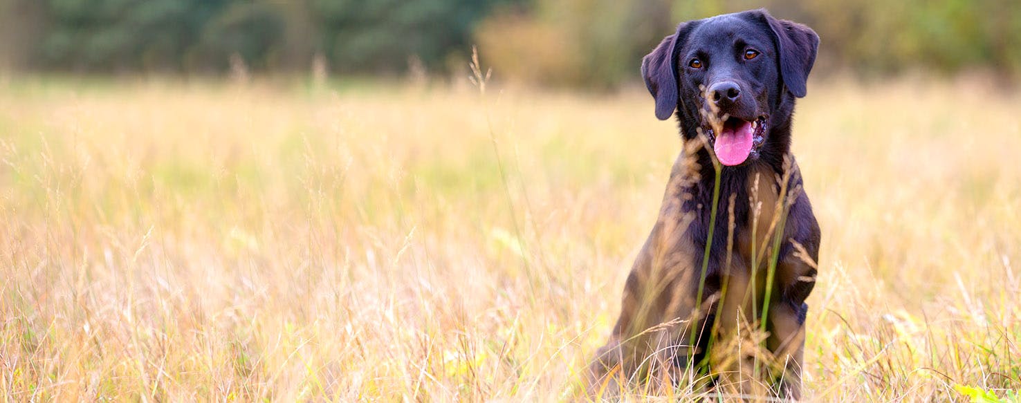 Dog Names Meaning Helpful Popular Male And Female Names Wag 
